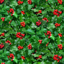 🌿 Landscape Medley - Holly and Berries Allover Fabric