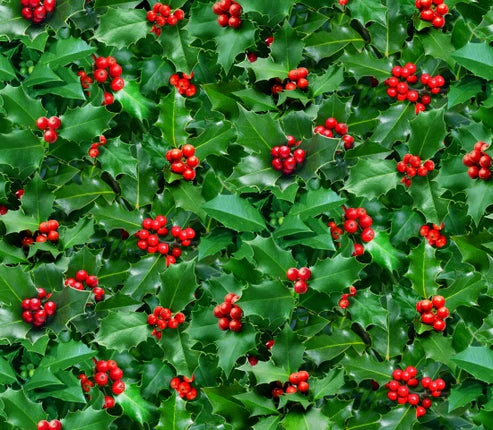 🌿 Landscape Medley - Holly and Berries Allover Fabric by the 1/4 Yard by Elizabeths Studio