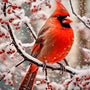 Cold Cardinal Fabric Panel 36" x 44" | David Textiles