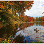 On the Path to Fall-"Lake" Panel – by Hoffman Fabrics